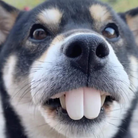 Image d'un chien avec un faux dentier